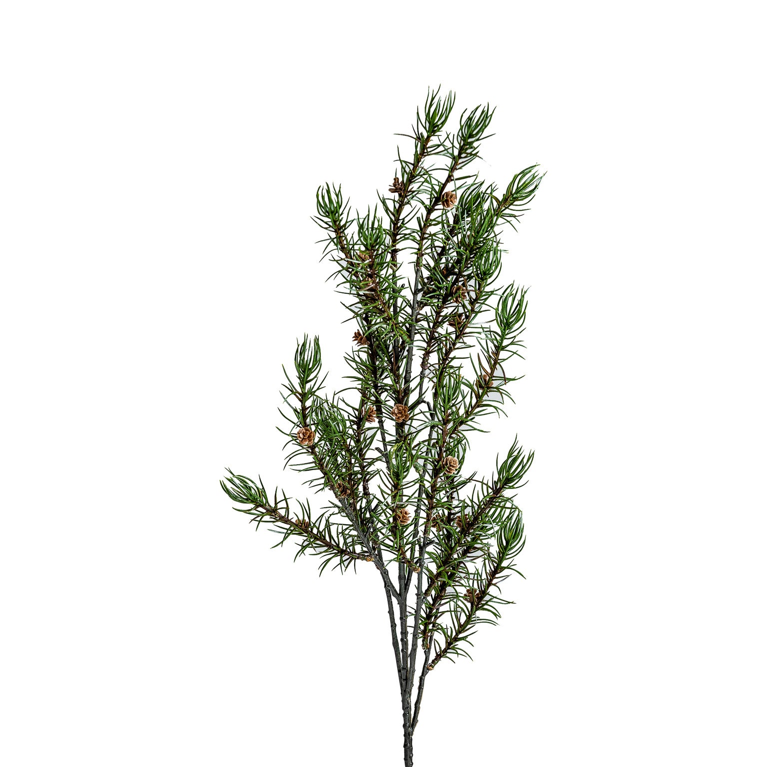 ROMERO PLANT